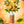 Dr. Bauer's Golden Dream Mundspray 50ml