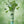 Dr. Bauer's Toothpaste Fruits of Love Koala Kiss 90ml