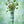 Dr. Bauer's Toothpaste Fruits of Love Mint Kiss 90ml