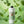 Dr. Bauer's Mundspülung Mineral Love Original Freshness 700ml