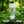 Dr. Bauer's Mundspülung Mineral Love Original Freshness 700ml