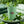 Dr. Bauer's Mundspülung Mineral Love Original Freshness 700ml